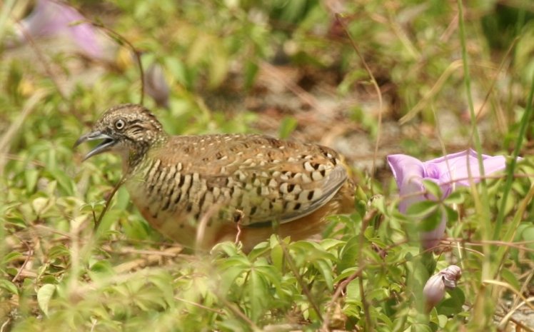 棕三趾鶉(雄) Bustard quail 鵪鶉仔