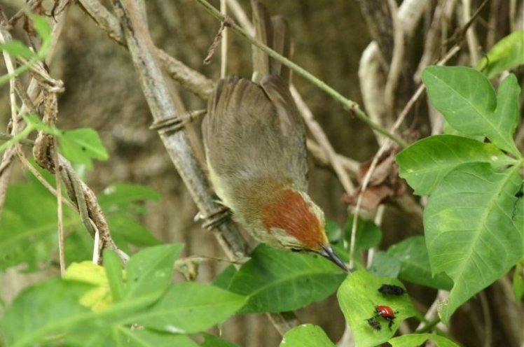 山　紅　頭　Red-headed Tree Babbler