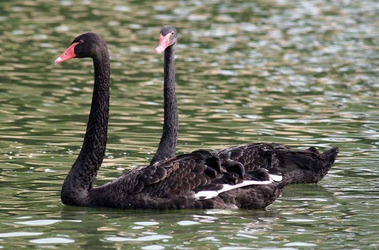黑 　　天　　鵝　Swan
