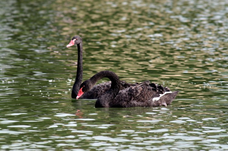 黑　天　鵝　Swan