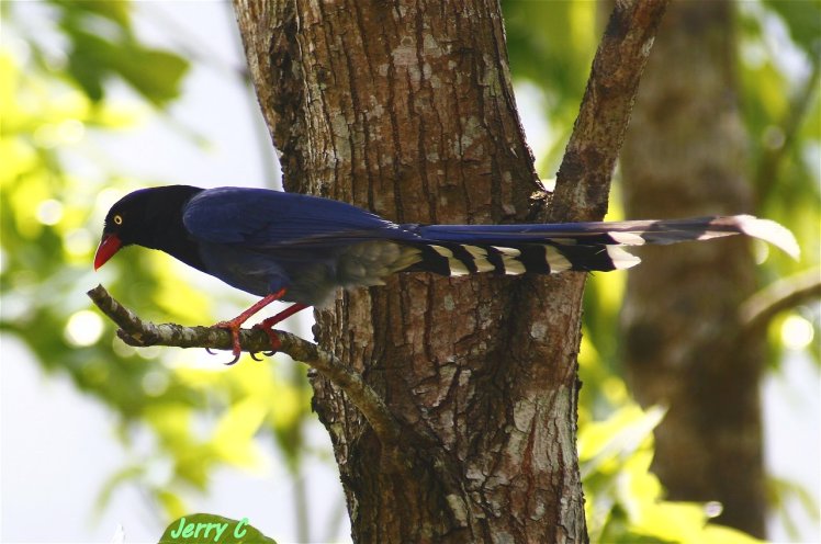 台灣藍鵲 Taiwan Blue Magpie