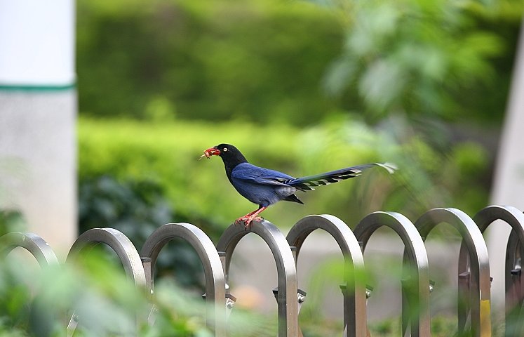 台 灣 藍 鵲　 Taiwan Blue Magpie