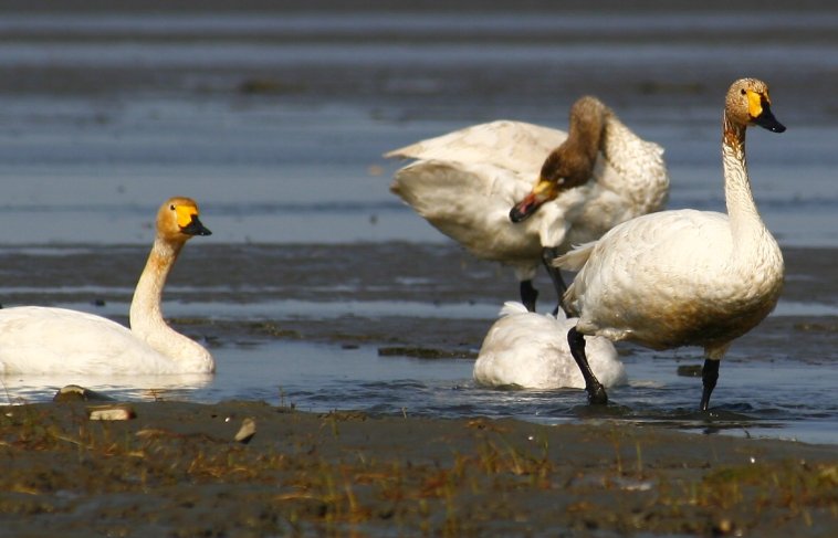 鵠 　(小天鵝） Tundra Swan 