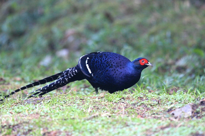 黑長尾雉（帝雉）　Mikado Pheasant