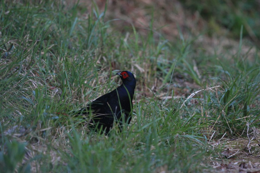 黑長尾雉(帝雉) 黑長尾雉(帝雉) Mikado Pheasant 隱匿在草叢覓食