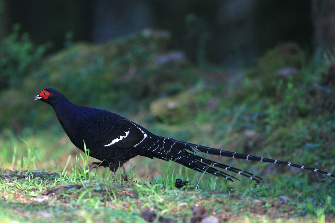 黑長尾雉(帝雉) Mikado Pheasant 