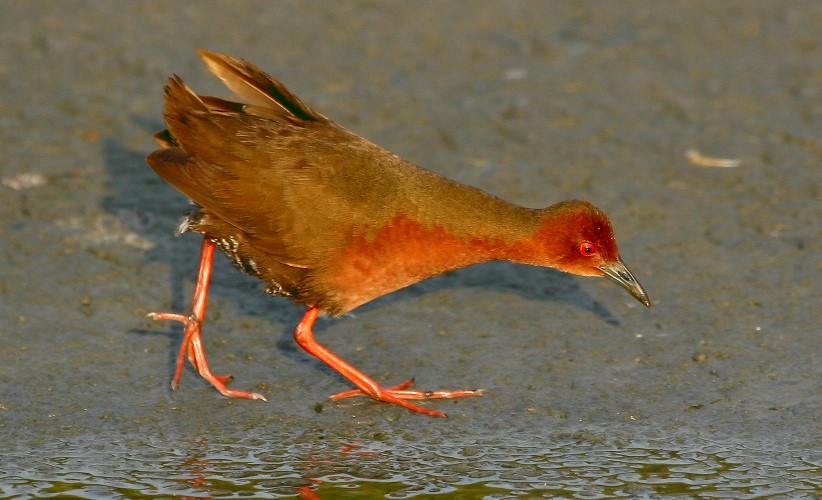 紅腳秧雞 Red-legged Crake