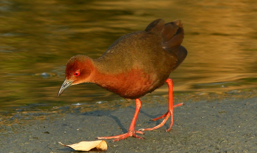 紅腳秧雞 Red-legged Crake