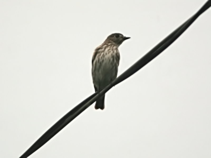 灰斑鶲 Gray-spotted Flycatcher