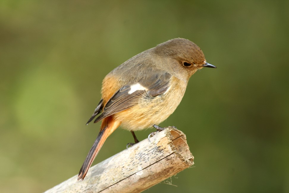 黃尾鴝 Daurian Redstart