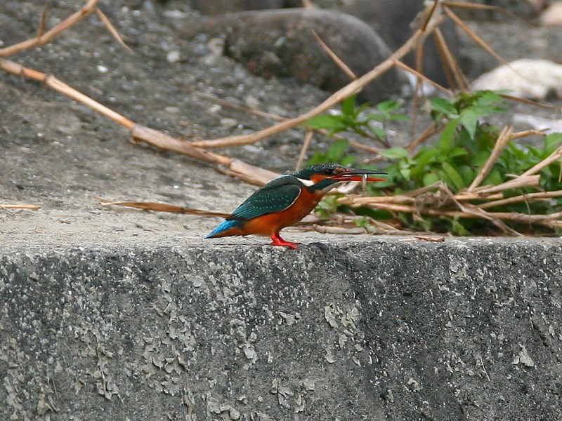 翠　鳥　 Kingfisher