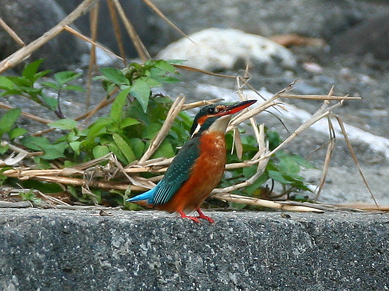 翠　鳥　 Kingfisher