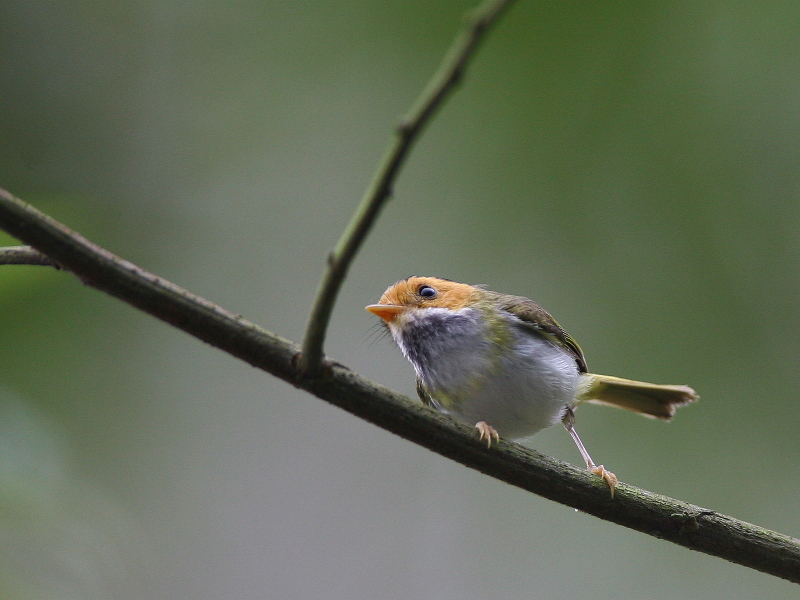 棕面鶯　Rufous-faced Flycatcher Warbler 