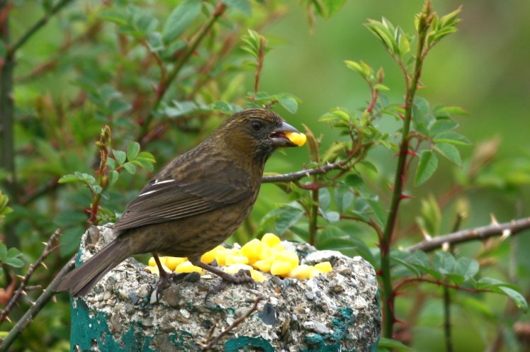 酒紅朱雀母鳥 Vinaceous Rosefinch 