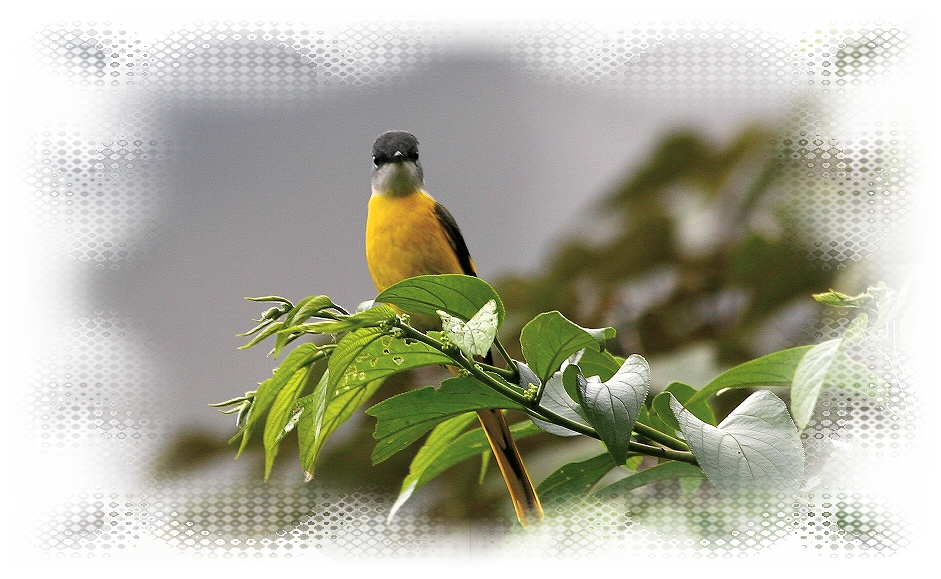 紅山椒鳥(雌的黃)　Yellow throated Minivet
