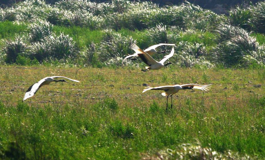 丹頂鶴 Red-crowned crane